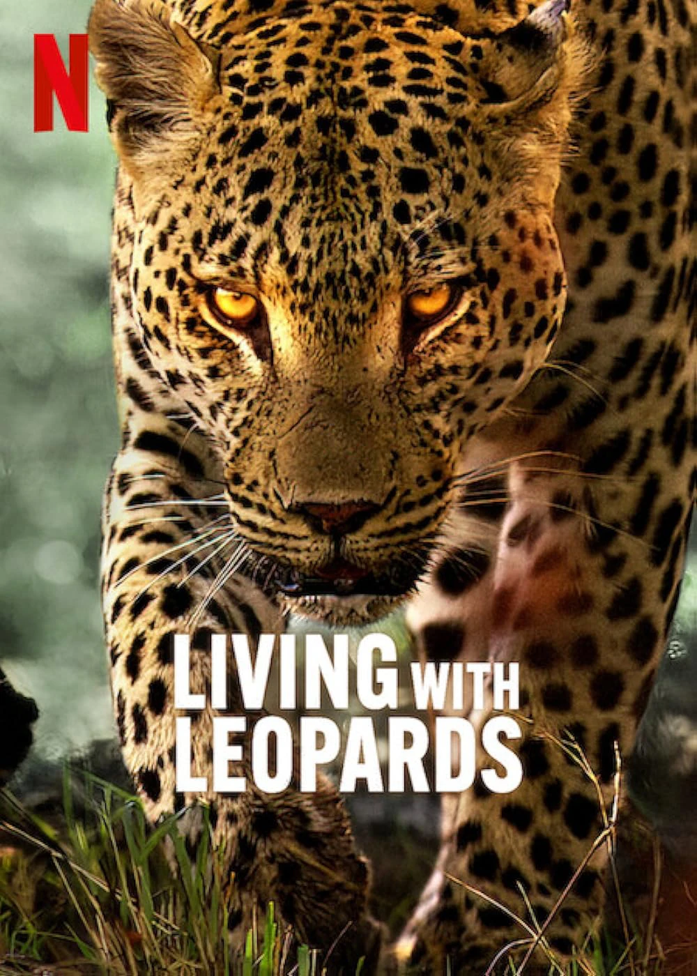  Living with Leopards |  Living with Leopards (2024)